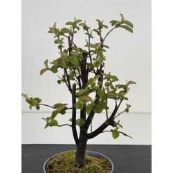 Pseudocydonia sinensis I-7716 view 2