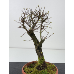 Zelkova nire I-7722 view 2
