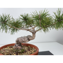 Pinus sylvestris -pino s- europeo- I-7724 vista 2