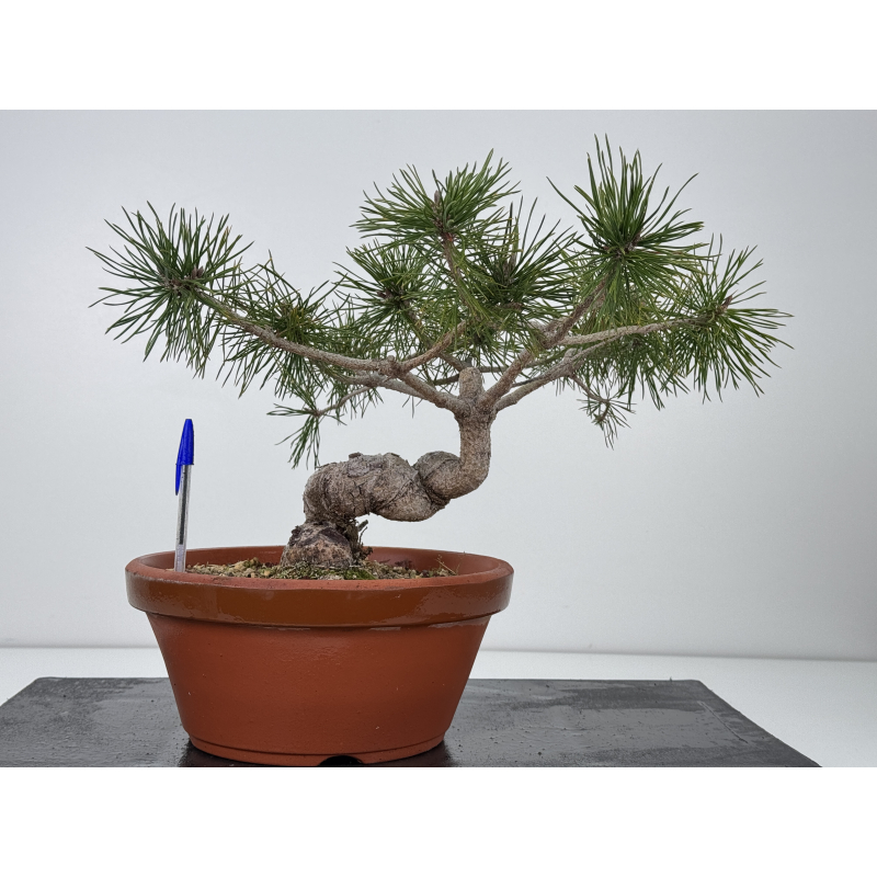Pinus sylvestris -pino s- europeo- I-7724