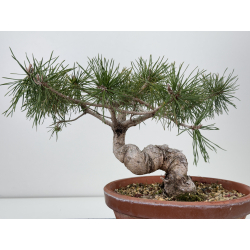 Pinus sylvestris -pino s- europeo- I-7724 vista 3