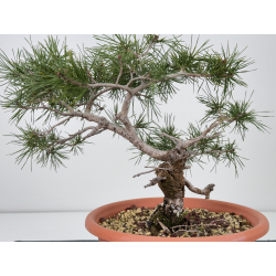 Pinus sylvestris -pino s- europeo- I-7725 vista 2