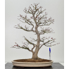 Acer palmatum yamamomiji I-7727