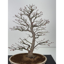 Acer palmatum yamamomiji I-7727 vista 2 view 2