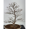 Acer palmatum yamamomiji I-7727 vista 2