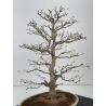 Acer palmatum yamamomiji I-7727 vista 3