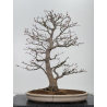 Acer palmatum yamamomiji I-7727 vista 4