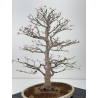 Acer palmatum yamamomiji I-7727 vista 5