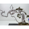 Juniperus sabina A01608 view 2