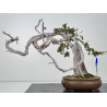 Juniperus sabina -sabina rastrera- A01608