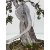Juniperus sabina -sabina rastrera- A01608 vista 3