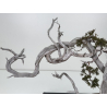 Juniperus sabina -sabina rastrera- A01608 vista 4