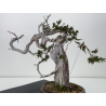 Juniperus sabina A01608 view 5