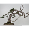 Juniperus sabina A01608 view 6