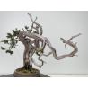 Juniperus sabina -sabina rastrera- A01608 vista 7