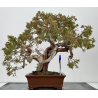 Juniperus sabina A00865