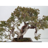 Juniperus sabina A00865 view 2