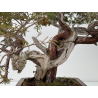 Juniperus sabina A00865 view 3