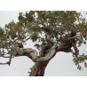 Juniperus sabina A00865 view 4
