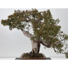Juniperus sabina -sabina rastrera- A00865 vista 5