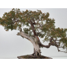 Juniperus sabina -sabina rastrera- A00865 vista 6
