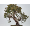 Juniperus sabina A00865 view 7