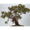 Juniperus sabina -sabina rastrera- A00865 vista 8