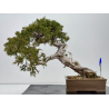 Juniperus sabina A00812