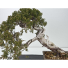 Juniperus sabina A00812 view 2