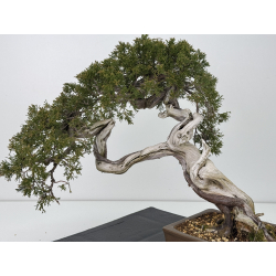Juniperus sabina -sabina rastrera- A00812 vista 3