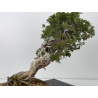 Juniperus sabina -sabina rastrera- A00812 vista 4