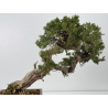 Juniperus sabina A00812 view 5