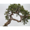 Juniperus sabina -sabina rastrera- A00812 vista 6