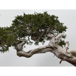 Juniperus sabina -sabina rastrera- A00812 vista 7