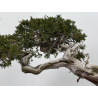 Juniperus sabina A00812 view 7
