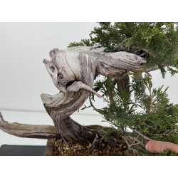 Juniperus sabina -sabina rastrera- A01634 vista 6