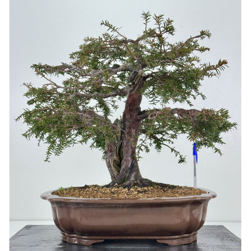 Taxus baccata I-7736