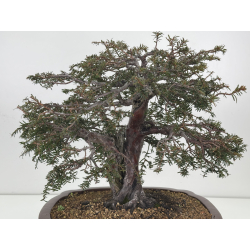 Taxus baccata I-7736 view 2