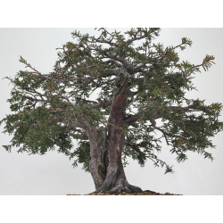 Taxus baccata I-7736 view 3