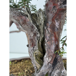 Taxus baccata I-7736 view 4