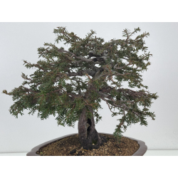 Taxus baccata I-7736 view 5