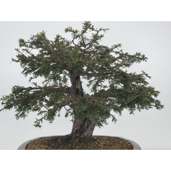 Taxus baccata I-7736 view 6