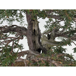 Taxus baccata I-7736 view 7
