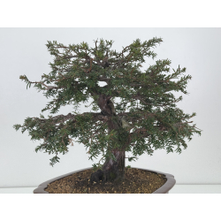 Taxus baccata I-7736 view 8