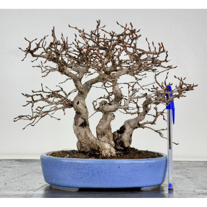 Carpinus turczaninovii  I-7739