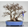 Carpinus turczaninovii  I-7739