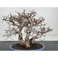 Carpinus turczaninovii  I-7739 view 2