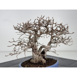 Carpinus turczaninovii  I-7739 view 3
