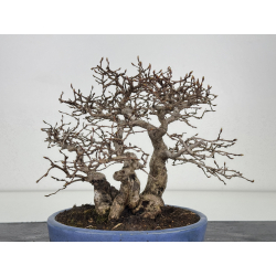 Carpinus turczaninovii  I-7739 view 4