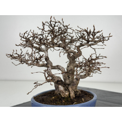 Carpinus turczaninovii  I-7739 view 5